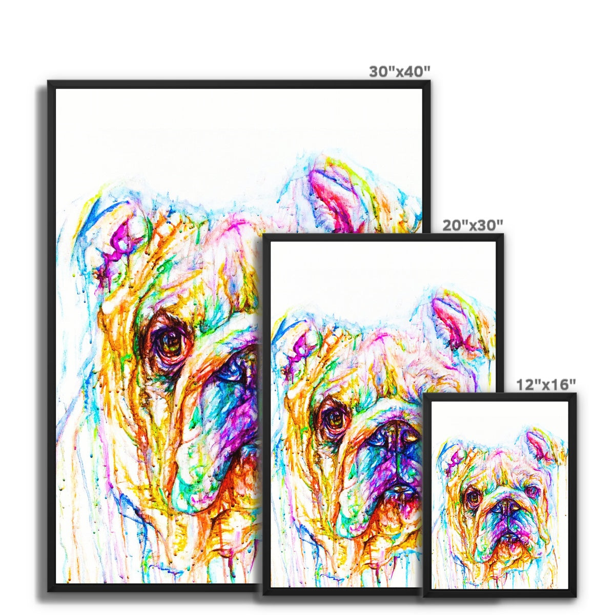 Bully Framed Canvas