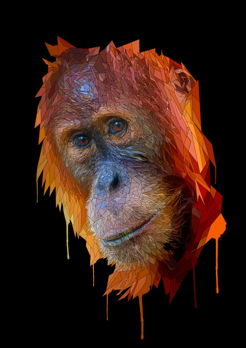 Orangutan